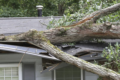 Fallen branch in Norfolk after a storm.